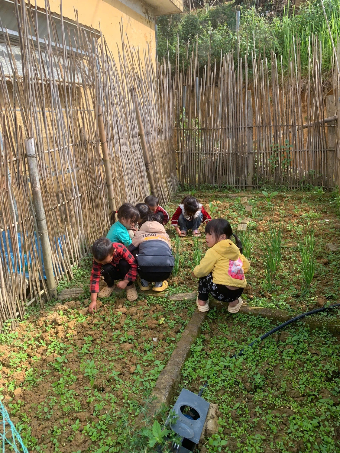 nhổ cỏ